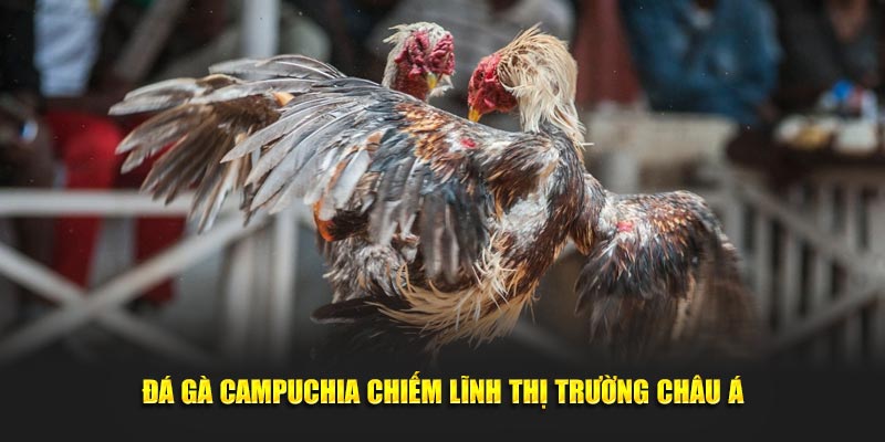 Đá gà Campuchia chiếm lĩnh thị trường Châu Á