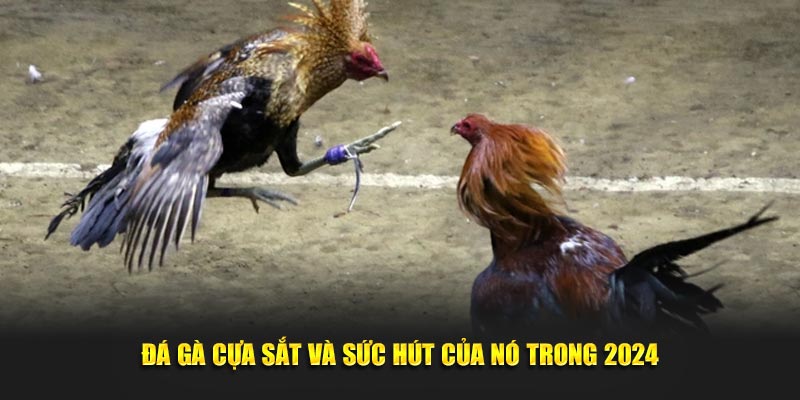 Đá gà cựa sắt và sức hút của nó trong 2024