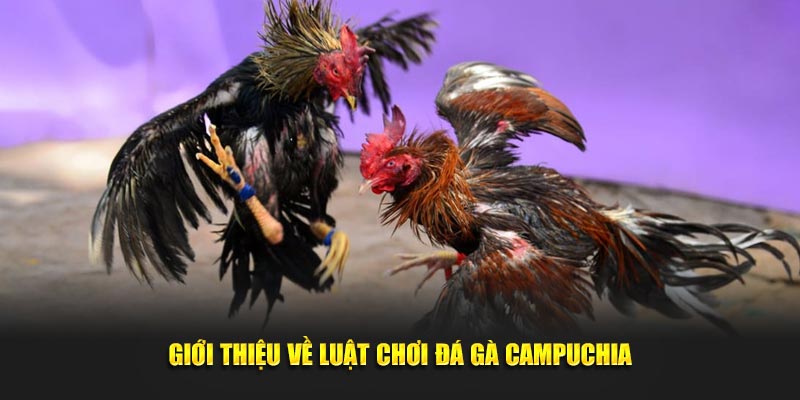 Giới thiệu về luật chơi đá gà Campuchia