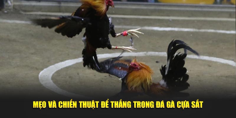 Mẹo và chiến thuật để thắng trong đá gà cựa sắt