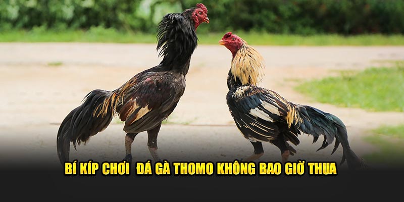 Bí kíp chơi  đá gà Thomo không bao giờ thua