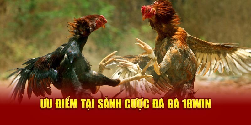 Đá gà jun88win cung cấp nhiều khuyến mãi hấp dẫn
