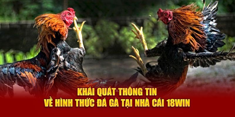 Thông tin tổng quan về đá gà jun88win