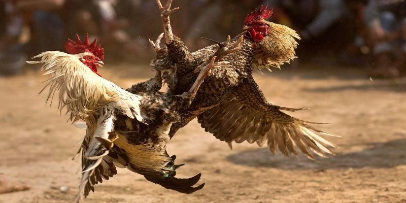 Đá Gà jun88win - Điểm Giải Trí Lý Tưởng Cho Mọi Tân Thủ