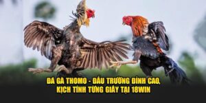 Đá Gà Thomo - Đấu Trường Đỉnh Cao, Kịch Tính Từng Giây Tại jun88win