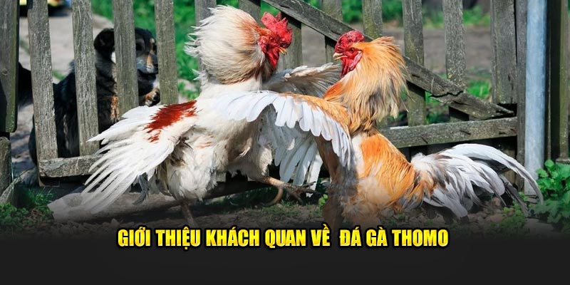 Giới thiệu khách quan về  đá gà Thomo