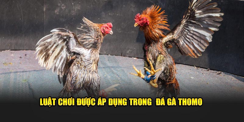 Luật chơi được áp dụng trong đá gà Thomo