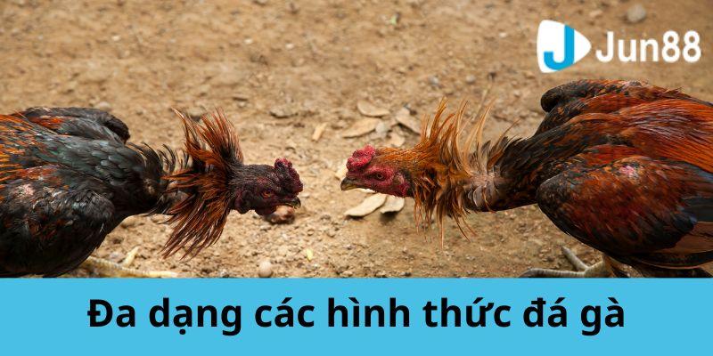 Các loại hình đá gà JUN88 phổ biến